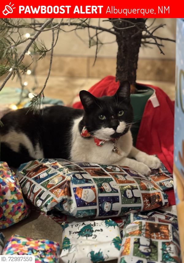 Lost Male Cat last seen Running water cir Albuquerque four hills golf course, Albuquerque, NM 87123