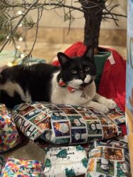 Lost Male Cat last seen Running water cir Albuquerque four hills golf course, Albuquerque, NM 87123