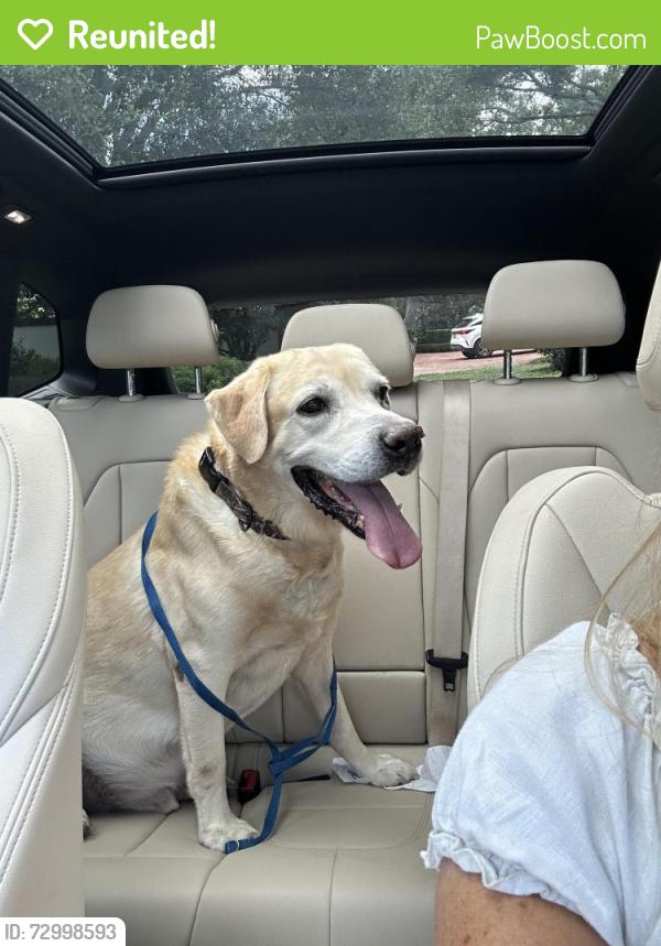 Reunited Male Dog last seen Winter park rd, Winter Park, FL 32789