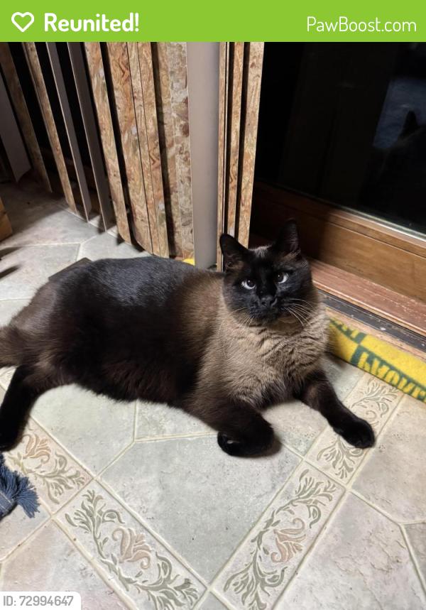 Reunited Male Cat last seen Corral Drive and Easy Street, Rapid City, SD 57702
