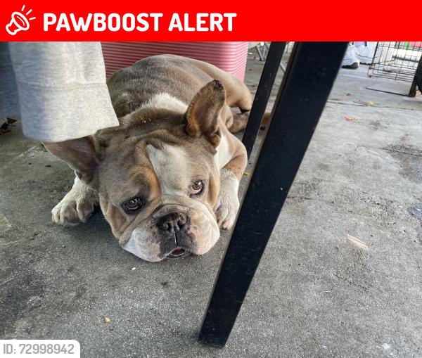 Lost Male Dog last seen Hacienda/gale, Hacienda Heights, CA 91745