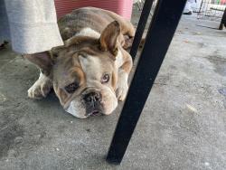 Lost Male Dog last seen Hacienda/gale, Hacienda Heights, CA 91745