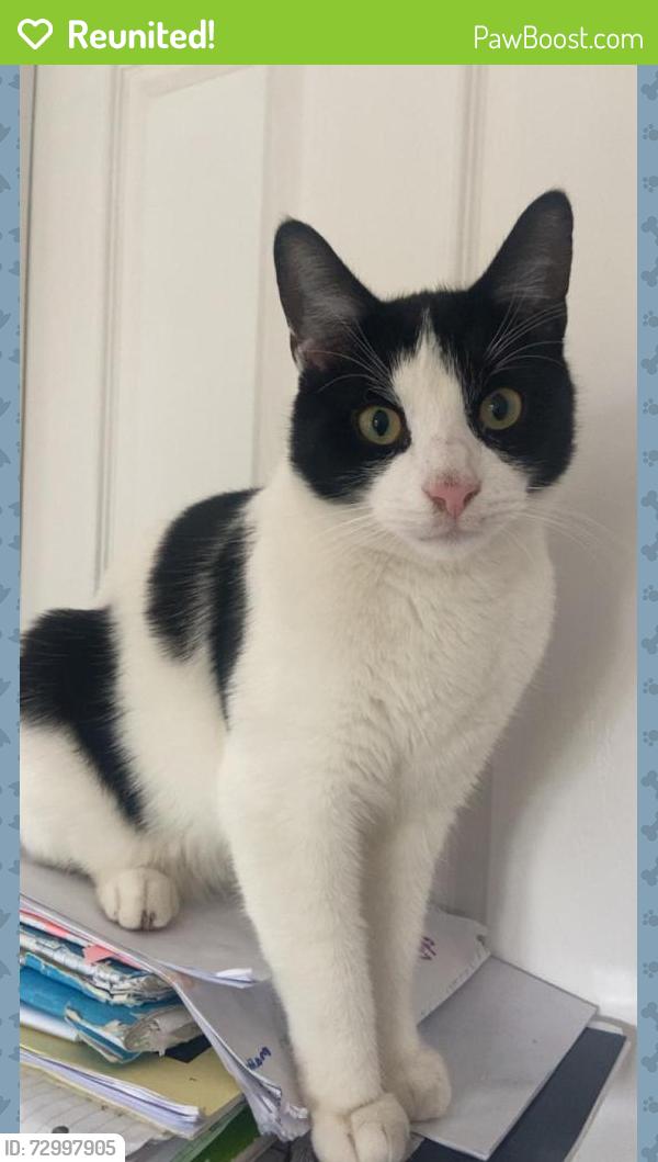 Reunited Male Cat last seen Didsbury , Didsbury, England M20 6RF