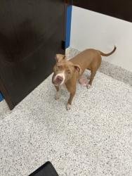 Shelter Stray Female Dog last seen 1246-2111 ALLENE AVE SW, Atlanta, GA, 1251 Fulton Industrial Blvd NW, Atlanta, GA 30336, USA