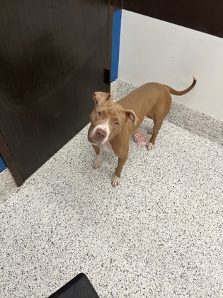 Shelter Stray Female Dog last seen 1246-2111 ALLENE AVE SW, Atlanta, GA, 1251 Fulton Industrial Blvd NW, Atlanta, GA 30336, USA
