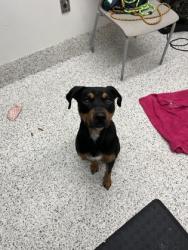 Shelter Stray Male Dog last seen Near – 17 Piedmont Ave., Atlanta, GA, 1251 Fulton Industrial Blvd NW, Atlanta, GA 30336, USA