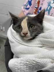 Shelter Stray Female Cat last seen Near Oswego Ave, 21215, MD, 301 Stockholm St, Baltimore, MD 21230, USA