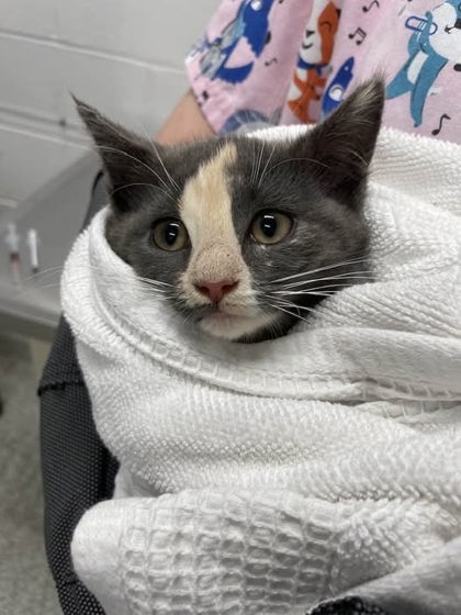 Shelter Stray Female Cat last seen Near Oswego Ave, 21215, MD, 301 Stockholm St, Baltimore, MD 21230, USA