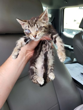 Shelter Stray Male Cat last seen 2129-B18 Martin Luther King Jr dr, Atlanta, GA, 1251 Fulton Industrial Blvd NW, Atlanta, GA 30336, USA