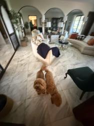 Reunited Unknown Dog last seen Federal and N.E. 45th street, Fort Lauderdale, FL 33308