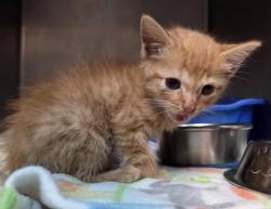 Shelter Stray Male Cat last seen , Fairhope Animal Control Jurisdiction, AL, 559 S Section St, Fairhope, AL 36532, USA