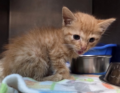 Shelter Stray Male Cat last seen , Fairhope Animal Control Jurisdiction, AL, 559 S Section St, Fairhope, AL 36532, USA