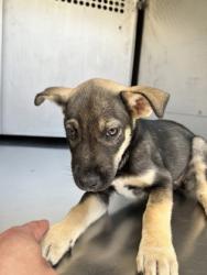 Shelter Stray Female Dog last seen , , TX, 355 Hillshire Dr, Haslet, TX 76052, USA