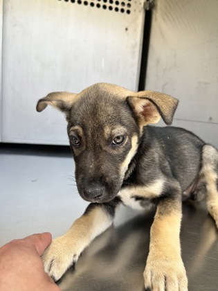 Shelter Stray Female Dog last seen , , TX, 355 Hillshire Dr, Haslet, TX 76052, USA