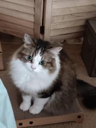 Lost Female Cat last seen 21st/Fairfax , Nashville, TN 37212