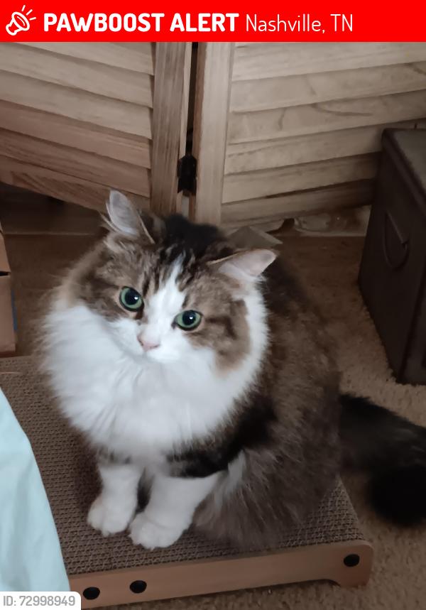 Lost Female Cat last seen 21st/Fairfax , Nashville, TN 37212