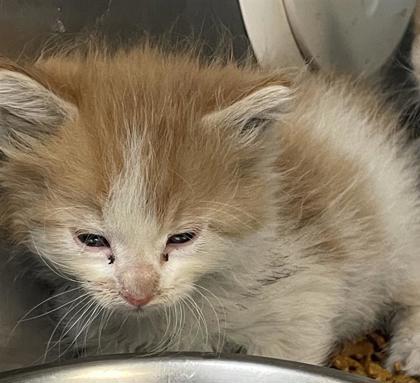 Shelter Stray Female Cat last seen Near George Dieter, CITY of El Paso, TX, 5001 Fred Wilson Ave, El Paso, TX 79906, USA