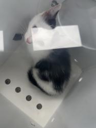 Shelter Stray Male Cat last seen George Street Automotive, New Bern City Limits, NC, 1639 Old Airport Rd, New Bern, NC 28562, USA