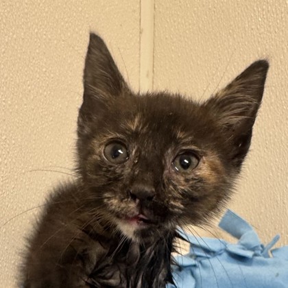 Shelter Stray Female Cat last seen West OSR / Benchley Dr, Brazos County, TX, 5359 Leonard Rd, Bryan, TX 77807, USA