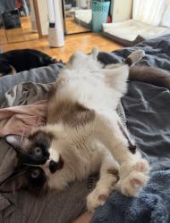Reunited Male Cat last seen Ivory and Pratt Rd, Metamora, MI 48455