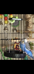 Lost Male Bird last seen Bell ave, king rd, Linwood rd , Milwaukie, OR 97222