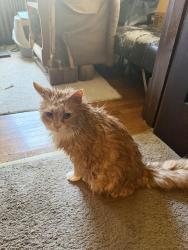Reunited Male Cat last seen Estella, Pittsburgh, PA 15211