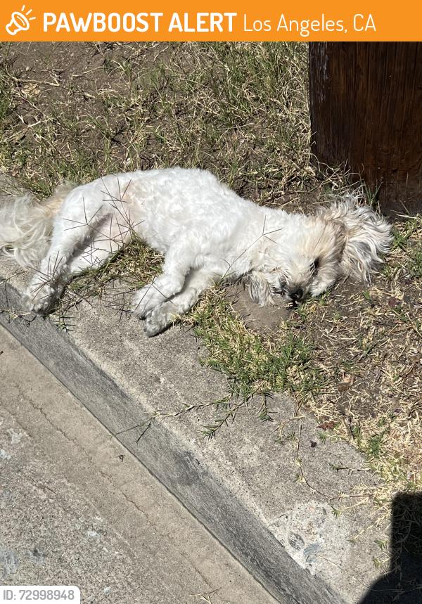 Found/Stray Female Dog last seen Branford St & Arleta Ave , Los Angeles, CA 91331