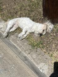 Found/Stray Female Dog last seen Branford St & Arleta Ave , Los Angeles, CA 91331