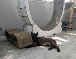 Reunited Male Cat last seen Flora Ave / Tamarac Dr / Royalwood Dr, Holiday, FL 34690