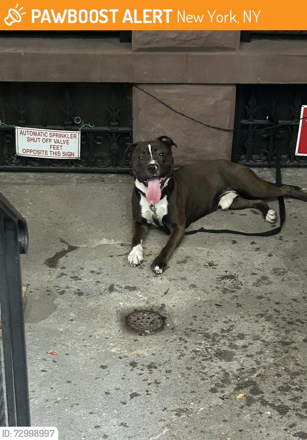 Found/Stray Male Dog last seen Cpw & Columbus, New York, NY 10023