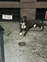 Found/Stray Male Dog last seen Cpw & Columbus, New York, NY 10023