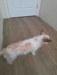 Found/Stray Unknown Dog last seen Jones and Badura, Enterprise, NV 89118