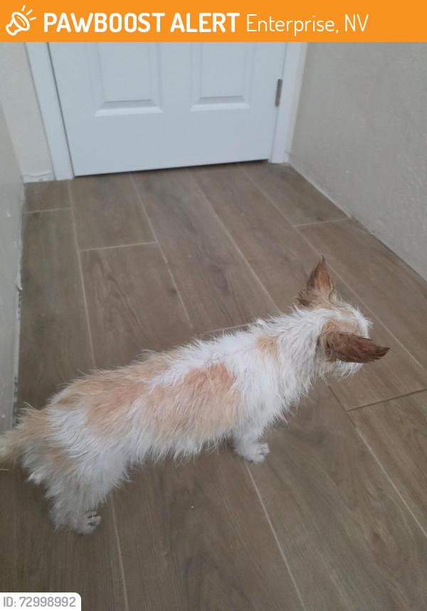 Found/Stray Unknown Dog last seen Jones and Badura, Enterprise, NV 89118
