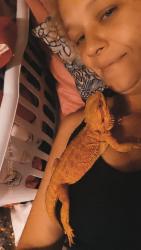 Lost Male Reptile last seen Sullivant ave , Columbus, OH 43223