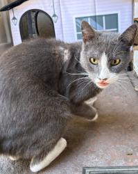 Found/Stray Female Cat last seen Portage Circle and Fritz Grupe Park, Stockton CA 95219, Stockton, CA 95219