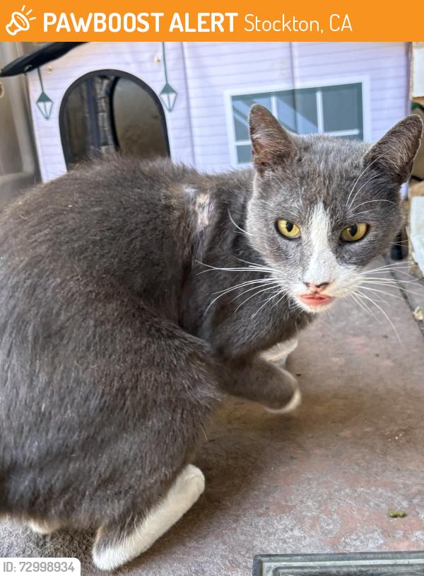 Found/Stray Female Cat last seen Portage Circle and Fritz Grupe Park, Stockton CA 95219, Stockton, CA 95219