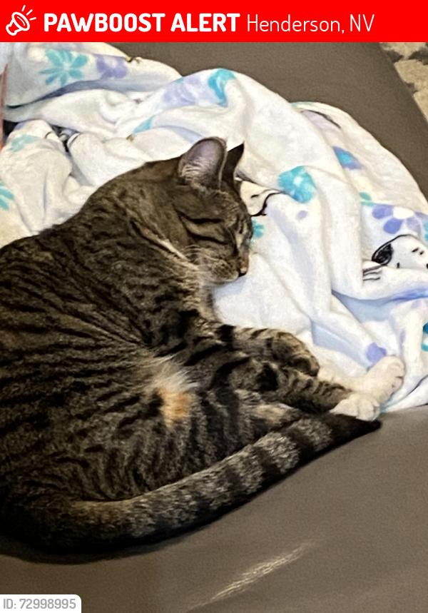 Lost Female Cat last seen Valley Vierdy and Windmill , Henderson, NV 89074