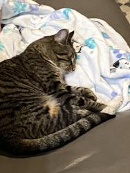 Lost Female Cat last seen Valley Vierdy and Windmill , Henderson, NV 89074