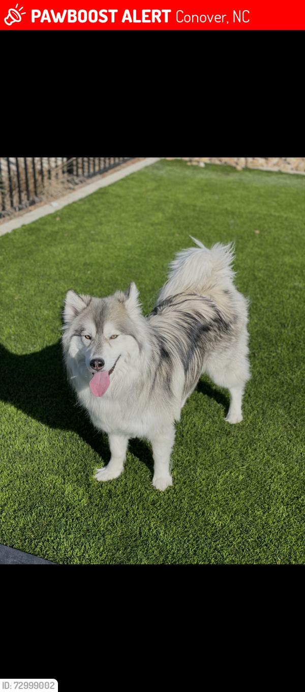 Lost Female Dog last seen Brush Dr, Conover, NC 28613