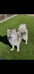 Lost Female Dog last seen Brush Dr, Conover, NC 28613
