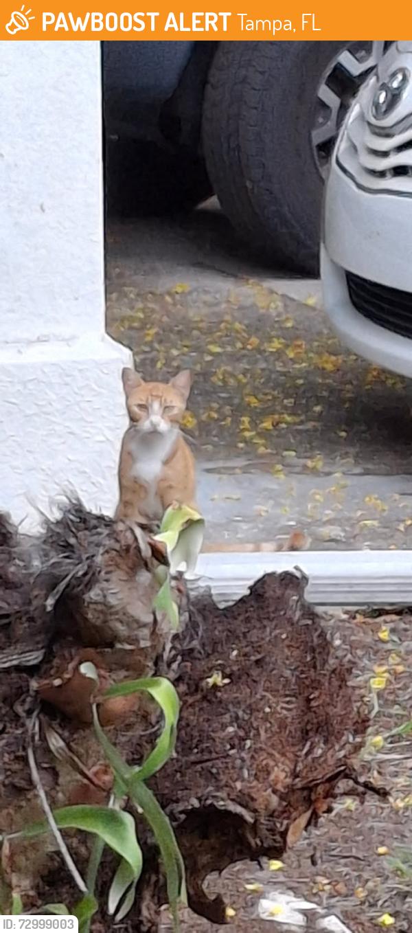 Found/Stray Unknown Cat last seen Interbay and South Manhattan, Tampa, FL 33611