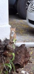 Found/Stray Unknown Cat last seen Interbay and South Manhattan, Tampa, FL 33611