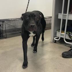 Shelter Stray Female Dog last seen Near 54th Street, DES MOINES, IA, 50310, Des Moines, IA 50313