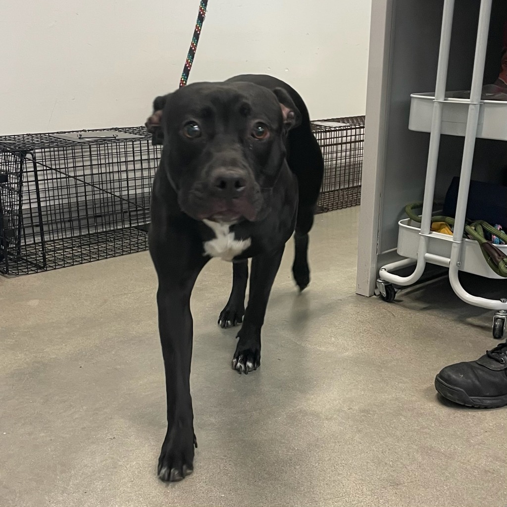 Shelter Stray Female Dog last seen Near 54th Street, DES MOINES, IA, 50310, Des Moines, IA 50313