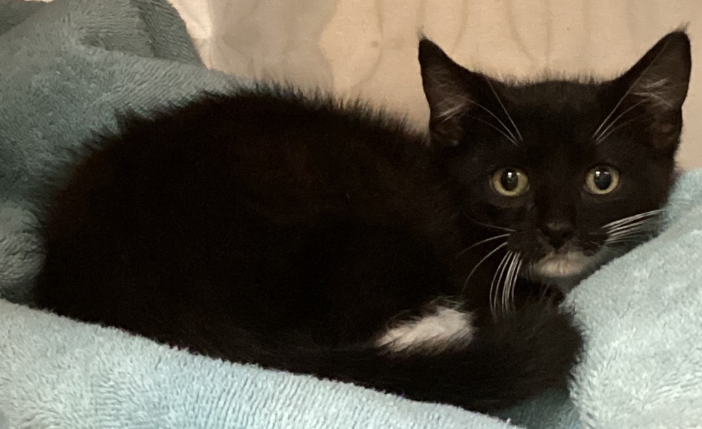 Shelter Stray Male Cat last seen found on Onyx lane in Knightdale, KNIGHTDALE, NC, 27545, 820 Beacon Lake Dr, Raleigh, NC 27610, USA