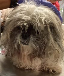 Shelter Stray Female Dog last seen Near Triangle Plantation Drive, RALEIGH, NC, 27616, 820 Beacon Lake Dr, Raleigh, NC 27610, USA