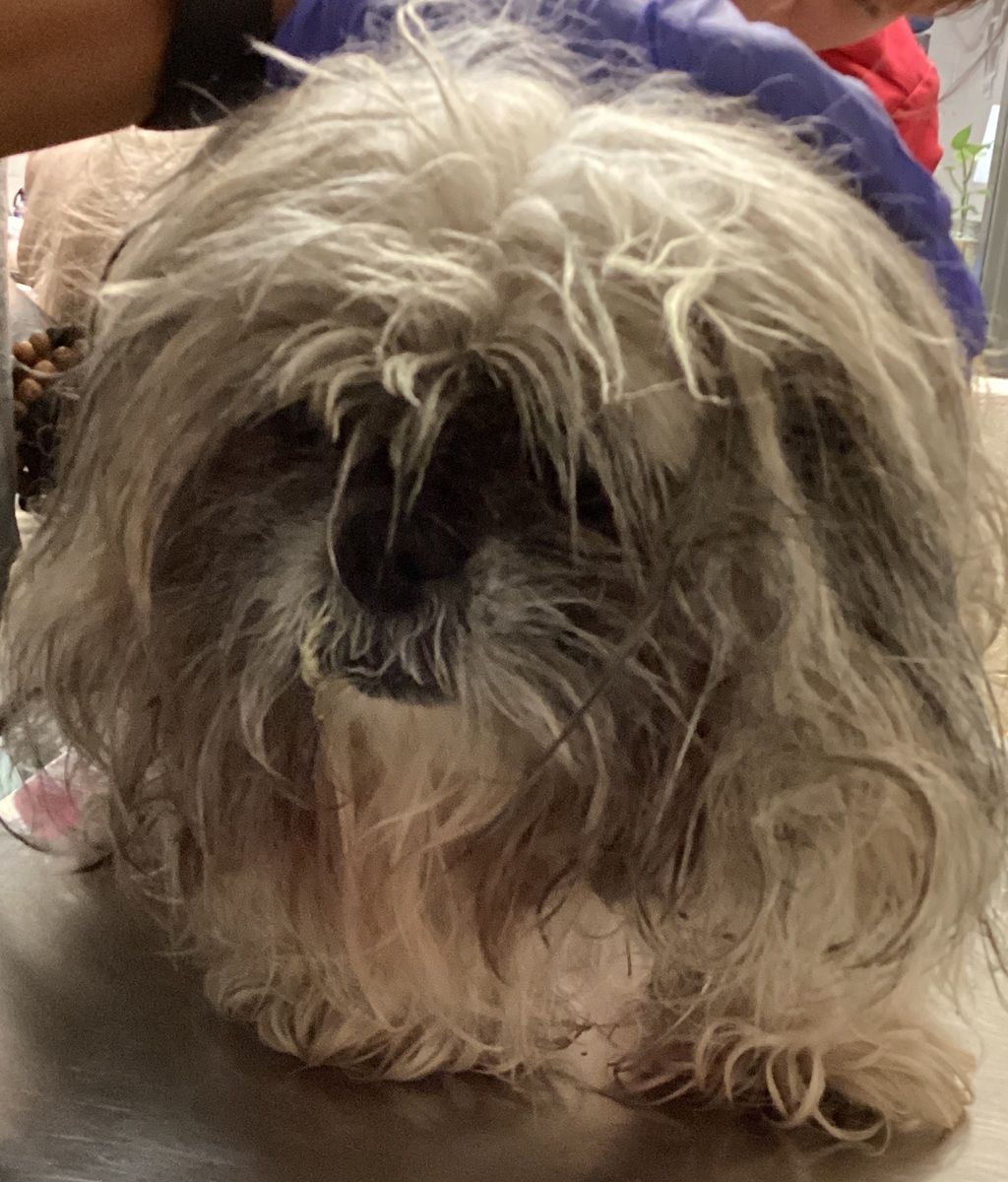 Shelter Stray Female Dog last seen Near Triangle Plantation Drive, RALEIGH, NC, 27616, 820 Beacon Lake Dr, Raleigh, NC 27610, USA
