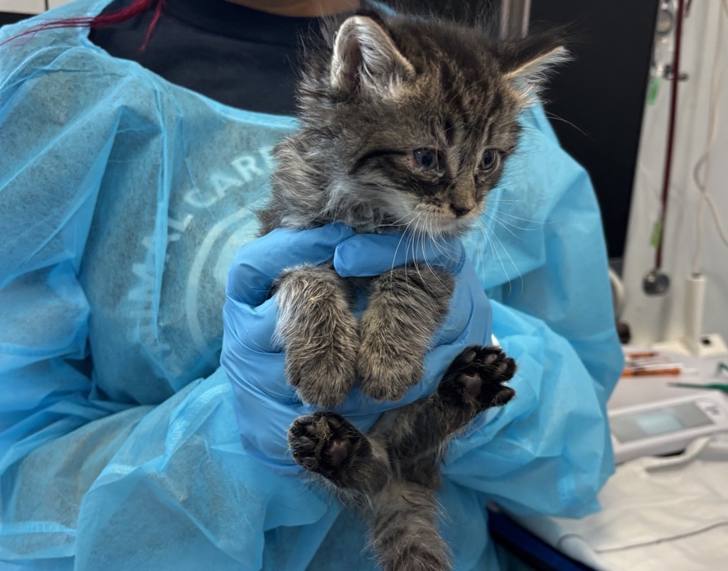 Shelter Stray Male Cat last seen Near Thwaites Place, BRONX, NY, 10467, 326 E 110th St, New York, NY 10029, USA