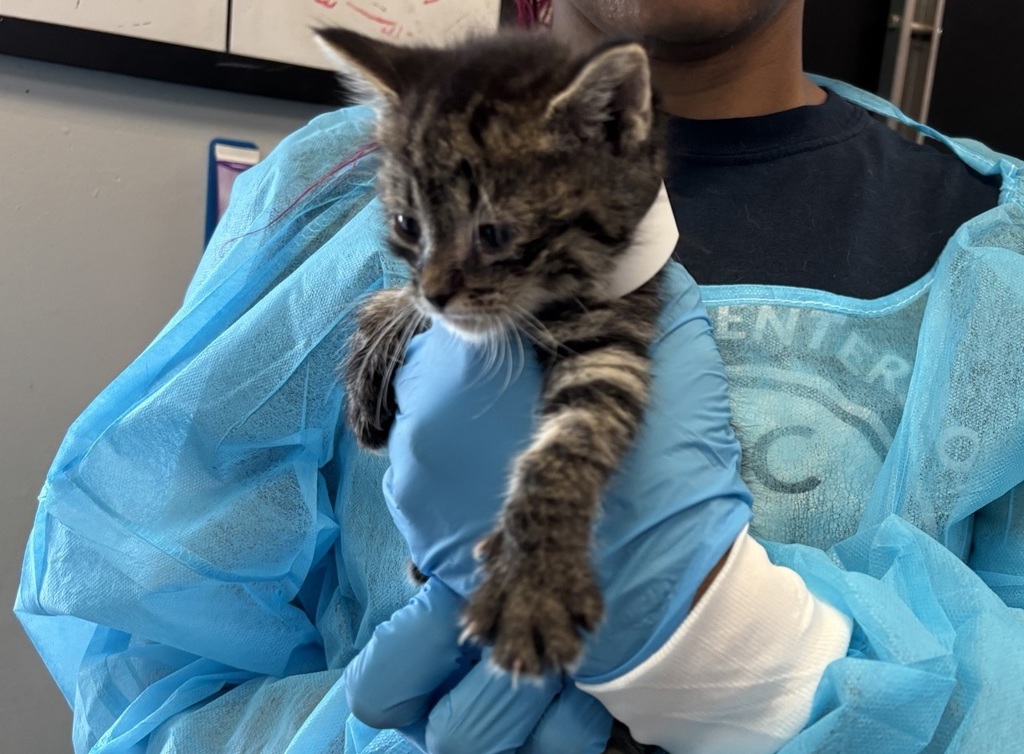 Shelter Stray Female Cat last seen Near Thwaites Place, BRONX, NY, 10467, 326 E 110th St, New York, NY 10029, USA