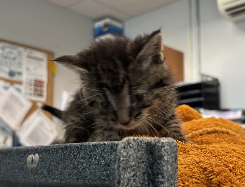 Shelter Stray Male Cat last seen Near Thwaites Place, BRONX, NY, 10467, 326 E 110th St, New York, NY 10029, USA